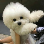 독에 있는 선아 이님의 핀 - 2020 | 비숑, 강아지