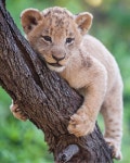 Joy Safari Bay on Instagram: “Baby 👶 🍼 Lion is Learning how to climb trees . ————————————— Photo... 