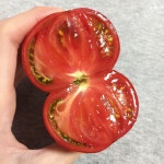 . . 대저 토마토 . . 보내주어야하나 했는데 마트에 보이길래 냉큼 사왔다  이제 진짜 마지막이려나? . . . #혱_디저트