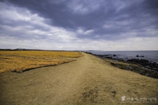 지금 제주를 대표하는 이색풍경, 신천 바다목장 | Country roads, Country