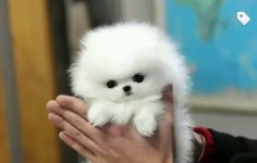 Pin di 퇴계원 화장품 su 개 (con immagini) | Cani pomerania, Cuccioli carini, Cuccioli