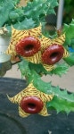 Huernia zebrina(이미지 포함) | 다육 식물, 선인장 꽃, 희귀한 꽃