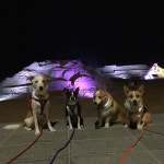 해운대도그워커  도그워커  dogwalking   dogwalkerlife  dogwalkersofinstagram   packwalk   doggiedaycare   d… | Instagram... 