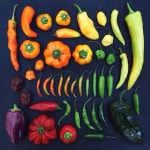 Peppers - GL 3/1/14 sprout 2 wks? true leaves 2 wks 4/1/14? transplants to mini GH for 6 wks 5/15/14 good? | 야채, 출력가능한... 