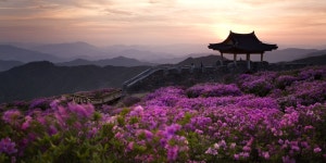 하늘과 맞닿을 듯 드넓은 진분홍빛 산상화원이 매년 5월 황매산에 펼쳐집니다. The Hwangmaesan Royal Azalea Festival is held e... 
