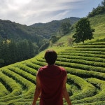 Photos tagged with #보성다원 | 밤