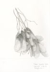 미경 박님의 연필 드로잉 d 이미지 | 연필 드로잉, 연필