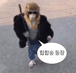 원숭이 짤32 | 귀여운 동물 밈, 웃긴 밈, 원숭이