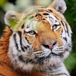 <3 Tiger <3 | 동물