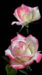 Flower Pictures - 2020 | 예쁜 꽃, 꽃, 꽃 나무