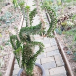 #고저스플라워 #와룡각 | 분재나무