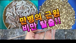 말채나무  :  비만, 다이어트에 좋은 약나무 | 다이어트, 버섯