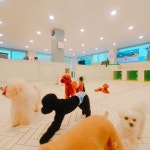 #꿈린놀이방  #       #dogkindergarten #꿈에개린 #꿈린 #강남강아지호텔 #대형견호텔 #강남강아지유치원 #애견호텔 #애견유치원 #강아지호텔...