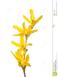 Forsythia | 수채화 강좌, 그림, 꽃그림
