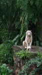 White Tiger, -- [REPINNED by All Creatures Gift Shop] | 동물, 백호, 자연