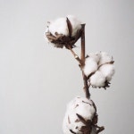 on Instagram: “바라만보아도 따뜻한 ☺️ #목화 #목화솜 #cottonplant #cotton #dryflower #드라이플라워 #kimma... 