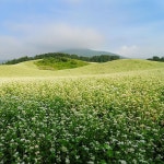[New] The 10 Best Travel Ideas Today (with Pictures) -   석양에 비취인 황금 메밀밭의 곡선  #석양#황금메밀밭#메밀꽂 #한라산#곡선의 미... 