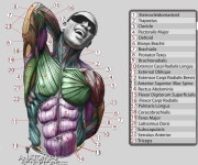attachment.php (753×629) | 아나토미
