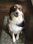 Meet Coco the Aussie. She wanted to say hello. #animals | 개