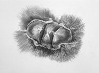 Drawings에 있는 neda k님의 핀 - 2020 | 과일 그림, 스케치, 그림