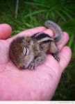 Baby Chipmunk! | 야생 동물, 아기 다람쥐, 귀여운 아기 동물