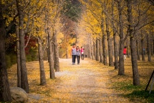 Hongcheon Ginkgo Forest (홍천 광원리 은행나무숲)  #강원도... 은헹나무숲 #가을 #단풍 #44번국도 #미시령... 