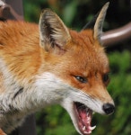 fox - Google 검색 | 동물, 여우