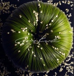 An intriguing piece designed by Gary Kwok for International Floral Art | 플로리스트, 리스