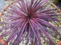 Dyckia Gloriosa | 호수, 정원