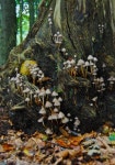 tell me this isnt a fairy village, because I will simply stick my fingers in my ears and refuse to hear you. | 자연, 풍경 삽화... 