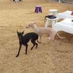 #줄리_로미 ... | Dogs, Animals, Goats