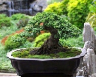 Pin oleh 한일수 di 분재 (Dengan gambar)