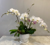 Orchid  arrangements에 있는 Juyeon Kim님의 핀