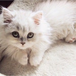 Most beautiful cat ever! Like a white version of Dior. Those big eyes! | 귀여운 고양이, 동물, 고양이