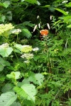 나리분지까지 산책, 그리고 나리분지의 나리촌식당 | Herbs, Food, Parsley