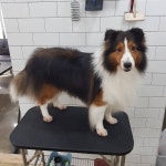 #샤워앤독 #애견셀프목욕 #애견위탁목욕 #셀프애견목욕 #애견목욕탕 #애견미용실 #애견살롱 #애견드라이룸 #하이드로바스 #셀티... 