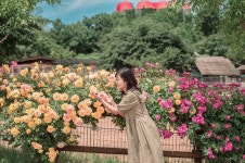 아그로랜드에 장미도 넘 이뻤어요 언제 지울지 모르는 내 사진 좋은 주말보내세요 . . #태신목장 #아그로랜드... 