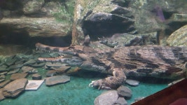 롯데 아쿠아리움 | 아쿠아리움