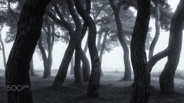 pine forest with morning fog - 새벽 안개가있는 소나무숲 | 소나무