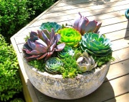 47 fabulous Succulent Planting Ideas with DIY tutorials YOU must Look at | 원예, 다육 식물 및 테라리움 47 fabulous... 