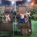 오랜만에 모아랑 호강이랑 애견카페나들2... | Small dog breeds, Dog breeds, Funny animals