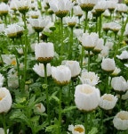 Flora에 있는 정원님의 핀