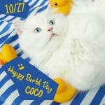 코 박사님과 모모 회장님의 생일이 있어요. 이번 달 생일 고양이 코코와 모모를 소개할게요! 코코 생일 10월 27일 모모... 