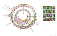Diagram – Shrub Planting(이미지 포함) | 조경
