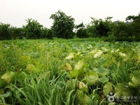 Borinara Hagwon Farm (보리나라 학원농장) | Places to go, Travel, Spring break