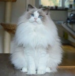 고양이에 있는 Lee님의 핀 | 노르웨이숲 고양이, 고양이 품종, 캣 트리