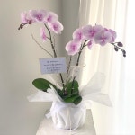 더루즈플라워 대표 Florist 김예은 on Instagram: “⠀ ⠀ ⠀ 참 매력적인 플라밍고 서양난, 8월달의 경우 최소 일주일 여유있게... 