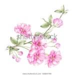 부케다.수채색 인사말 카드분홍빛 벚꽃과 빈티지 스톡 이미지와 수백만 개의 사용료 없는 다른 스톡 사진, 일러스트, 벡터를 찾아보세요.... 