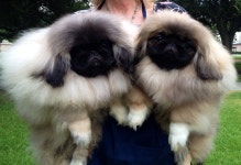 Two of Aslans latest stars. | 강아지