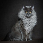 beautiful... | 새끼 고양이, 동물, 고양이